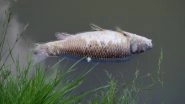 Thousand of Dead Fish Float on Australia's Darling River as Temperatures Rise
