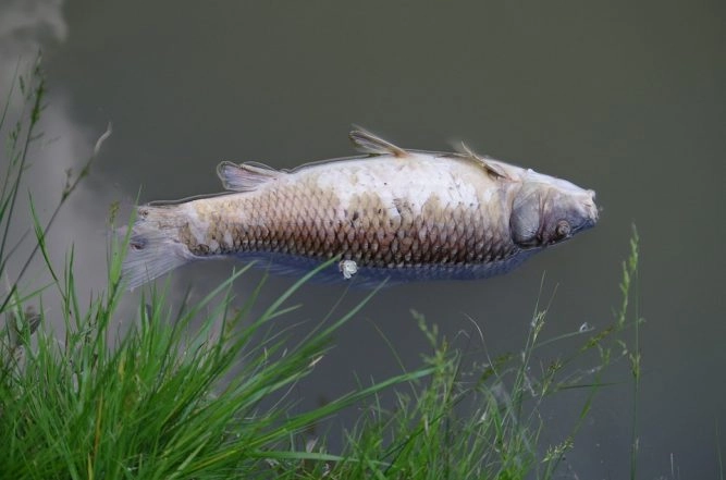 Lack of Maintenance, Sewage Water Kill Bengaluru Lake Fish