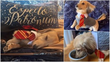 Meet Remus, a Dog Which Responds to Harry Potter Spells! Watch Cute Video