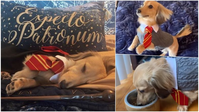 Meet Remus, a Dog Which Responds to Harry Potter Spells! Watch Cute Video