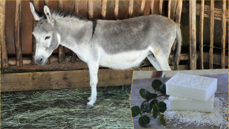 Donkey Milk Soaps With Anti-Aging Properties Grab Eyeballs at Organic Festival in Chandigarh