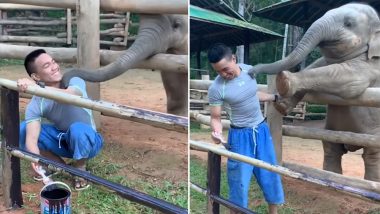 Baby Elephant Nudging Man to Play With It Will Hit You Right in The Feels (Watch Video)