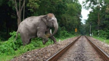 Syed Saymoon, Bangladeshi Politician, Trampled to Death in West Bengal by Elephant During Jungle Safari