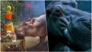 Fiona, the Hippo From Cincinnati Zoo Turns 2! Surprise Wish From Her Crush Timothy is Melting Hearts Online, Watch Cute Video