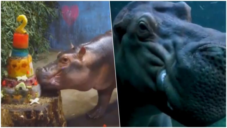 Fiona, the Hippo From Cincinnati Zoo Turns 2! Surprise Wish From Her
