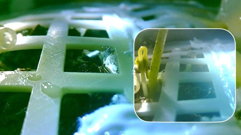 First Plant on Moon is Dead Already! Chinese Biological Experiment on the Moon Fails As Lunar Temperatures Drop to -170 Degrees