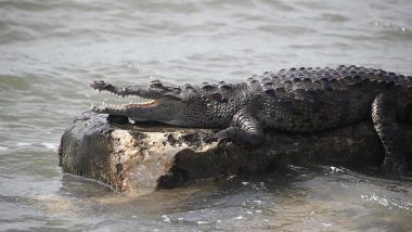 Rajasthan: Crocodile Kills Man in Chambal River in Karauli District