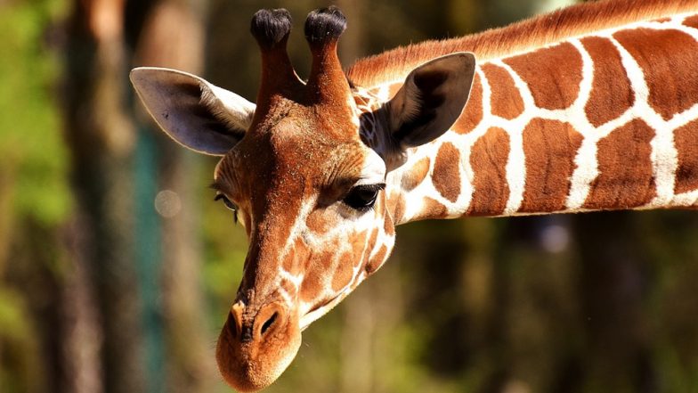 Mumbai: After Penguins, Veermata Jijabai Bhonsale Udyan and Zoo To Welcome Giraffes, Zebras, Jaguars