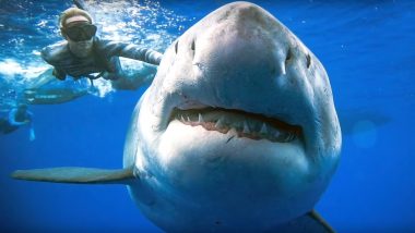 'Biggest' White Shark Spotted in Hawaii: Divers Swim Together With the Great Predator, Watch Video and Pics