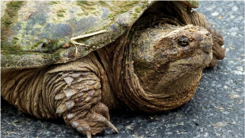 Snapping Turtle Porn - Idaho Teacher Who Fed Puppy to Snapping Turtle Found Not Guilty of Animal  Cruelty by Court | LatestLY