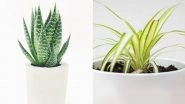 Aloe Vera, Peace Lily and Boston Ferns: 7 Indoor Plants That Will Keep Your Home Pollutant Free