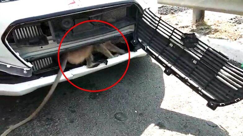 Langur Gets Stuck in Car's Bonnet on Ahmedabad Expressway in Gujarat, Video Goes Viral Langur Gets Stuck in Car's Bonnet on Ahmedabad Expressway in Gujarat, Video Goes Viral