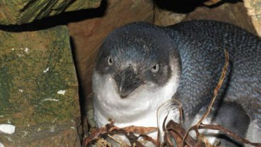 Little Blue Penguins Stolen From Nest with Crowbar in New Zealand