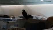 Mynah Bird Found in London-Bound Singapore Airlines Flight