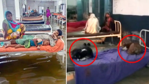 Bihar Shocker: Stray Dogs Occupy Beds at Nawada Govt Hospital, Patients Sleep on Floor