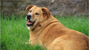 Obesity in Dogs Can Reduce Their Life Span, Says a Research