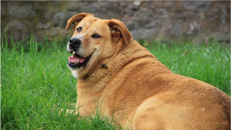 Dogs May Help Diabetes Patients Regulate Blood Sugar: Study