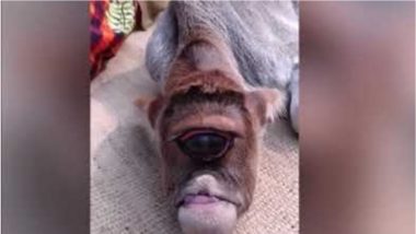 One-Eyed Calf is Worshipped as ‘God’ in West Bengal! Animal Suffers from Cyclopia, a Rare Birth Defect (Watch Video)