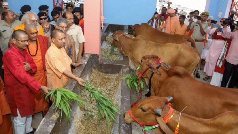 Gau Kalyan Cess Imposed by Yogi Adityanath Led UP Government to Protect Stray Cow, Alcohol Prices May Rise