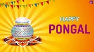 Pongal 2019 Calendar: Here's The Important Dates And Significance of the Tamil Harvest Festival