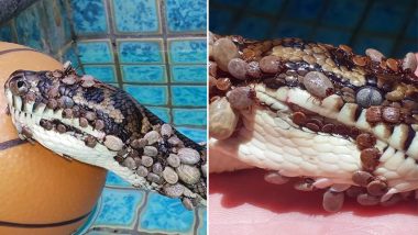 Python Covered With More Than 500 Ticks Rescued From Swimming Pool in Australia, View Pictures