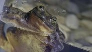 Romeo, World's Loneliest Sehuencas Water Frog Just Found His Juliet After 10 Years!