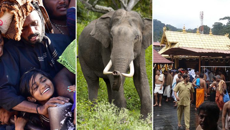 Sabarimala Devotee Crushed to Death by Wild Elephant on Way to Ayyappa  Temple | 📰 LatestLY