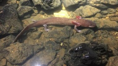 Record-Breaking Almost 10 inch Long Salamander Found in US