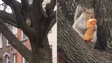 Squirrel Caught Eating an Egg-Roll in New York and The Internet is Feeling Hungry! Watch Funny Video