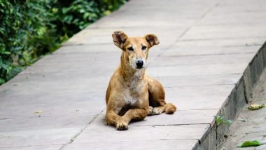 Animal Cruelty in Mumbai: Cases of Dogs Being Poisoned, Beaten to Death on the Rise in the City