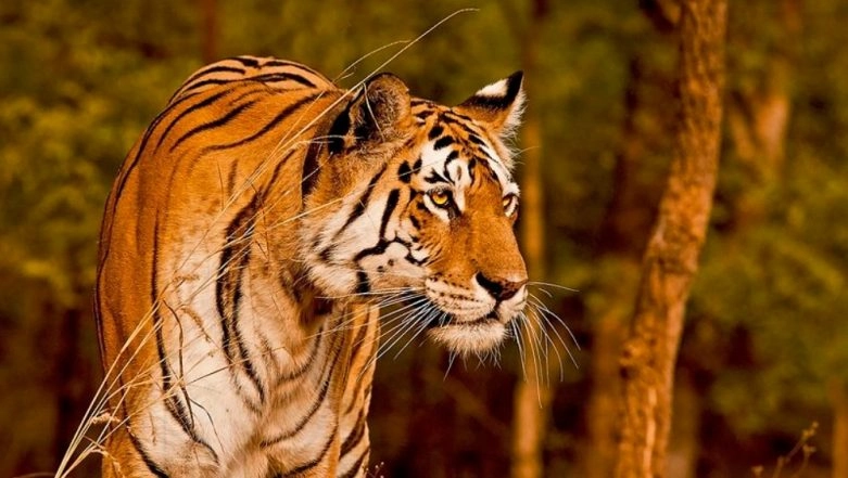 Tigress Mows 35-Year-Old Man to Death in Pilibhit, Angry Locals Attack Forest Staff