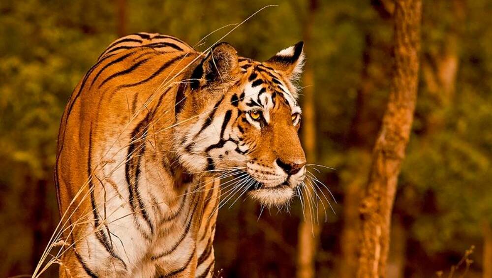 Uttar Pradesh: 10-Year-Old Tigress Found Dead in Dudhwa National Park Uttar Pradesh: 10-Year-Old Tigress Found Dead in Dudhwa National Park