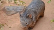 Australia Wants Travellers to Respect Wombat Privacy and Stop Taking Selfies