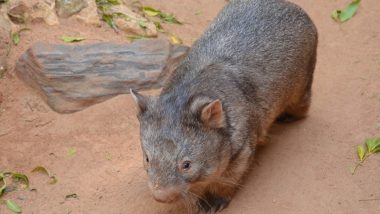 Australia Wants Travellers to Respect Wombat Privacy and Stop Taking Selfies