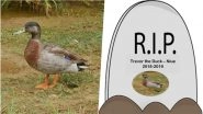 &lsquo;World&rsquo;s Loneliest Duck&rsquo; Trevor Dies: See Pics of Niue Island&rsquo;s Only Duck on the Celebrity Bird&rsquo;s Facebook Page