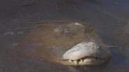 Alligators Poke Noses Up Above the Ice to Survive Chilling Winter in North Carolina; Watch Brumation Video