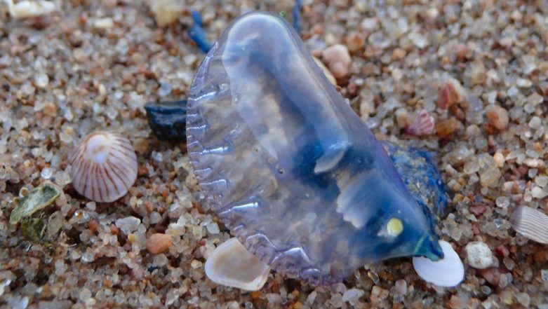 Jellyfish Attack More Than 5 000 People Stung by Bluebottles