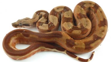 Live Snake in Pants! Man Caught Smuggling 16-inch Boa at Berlin Airport