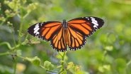 California's Monarch Butterfly Population Reduces by 86% Since 2017! Fewer  Than 30,000 Remain