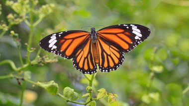 California's Monarch Butterfly Population Reduces by 86% Since 2017! Fewer  Than 30,000 Remain