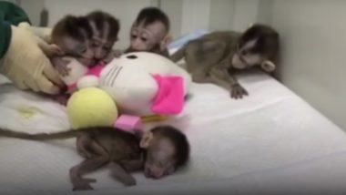 Chinese Researchers Clone 5 Gene-Edited ‘Insomniac’ Monkeys to Study Human Psychological Problems (Watch Video)