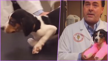 Puppy Born With Upside Down Paws Recovering Well After Surgery at Oklahoma! Watch Video of 5-Week-Old Get Regular Dog Life