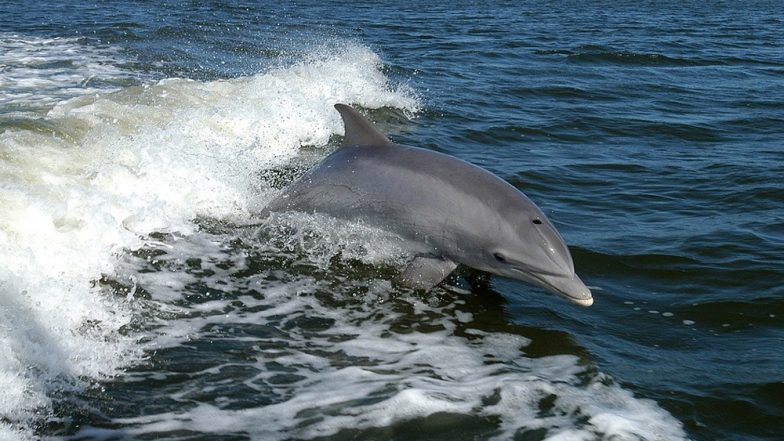 Dead Dolphin Found in Thane Fish Market, Teens Take Selfies