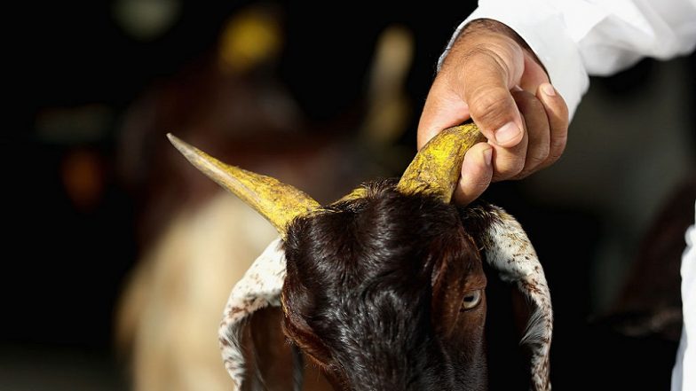 Bihar: 3-Month Pregnant Goat Dies After Being Raped by Drunk Labourer in Rural Patna