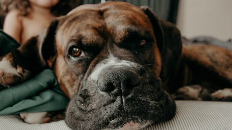 Wisconsin Drunk Reveller Enters Wrong Home After 2019 New Year Party, Sleeps in Bed With Dog; Watch Video