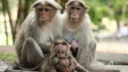 Monkey Census in Delhi For First Time To Gauge Trouble Created by The Animal
