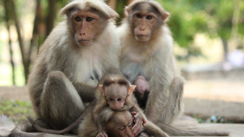 Monkey Census in Delhi to Gauge Trouble Created by Animals