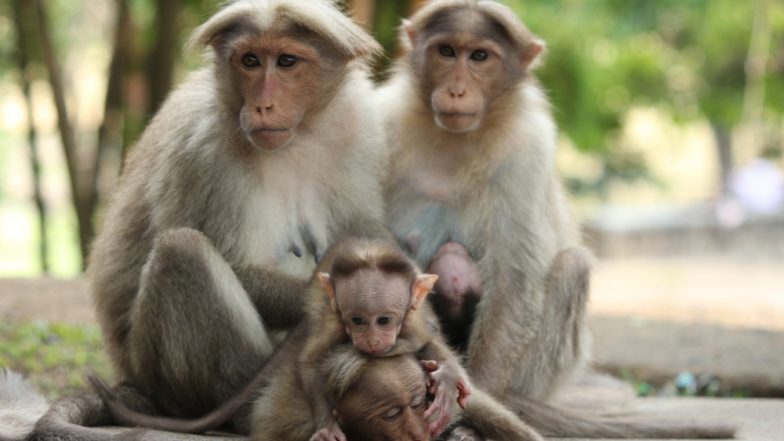 Monkey Fever Kills 3 in Karnataka! What is Kyasanur Forest Disease (KFD ...