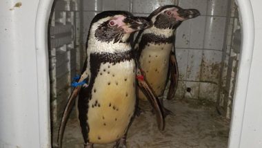 Two Humboldt Penguins in Nottinghamshire Missing for Two Months Return to the Zoo; Thanks to Kind Cops