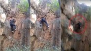 JNU Researcher Falls to Death While Rock Climbing at Delhi Campus, Video Goes Viral